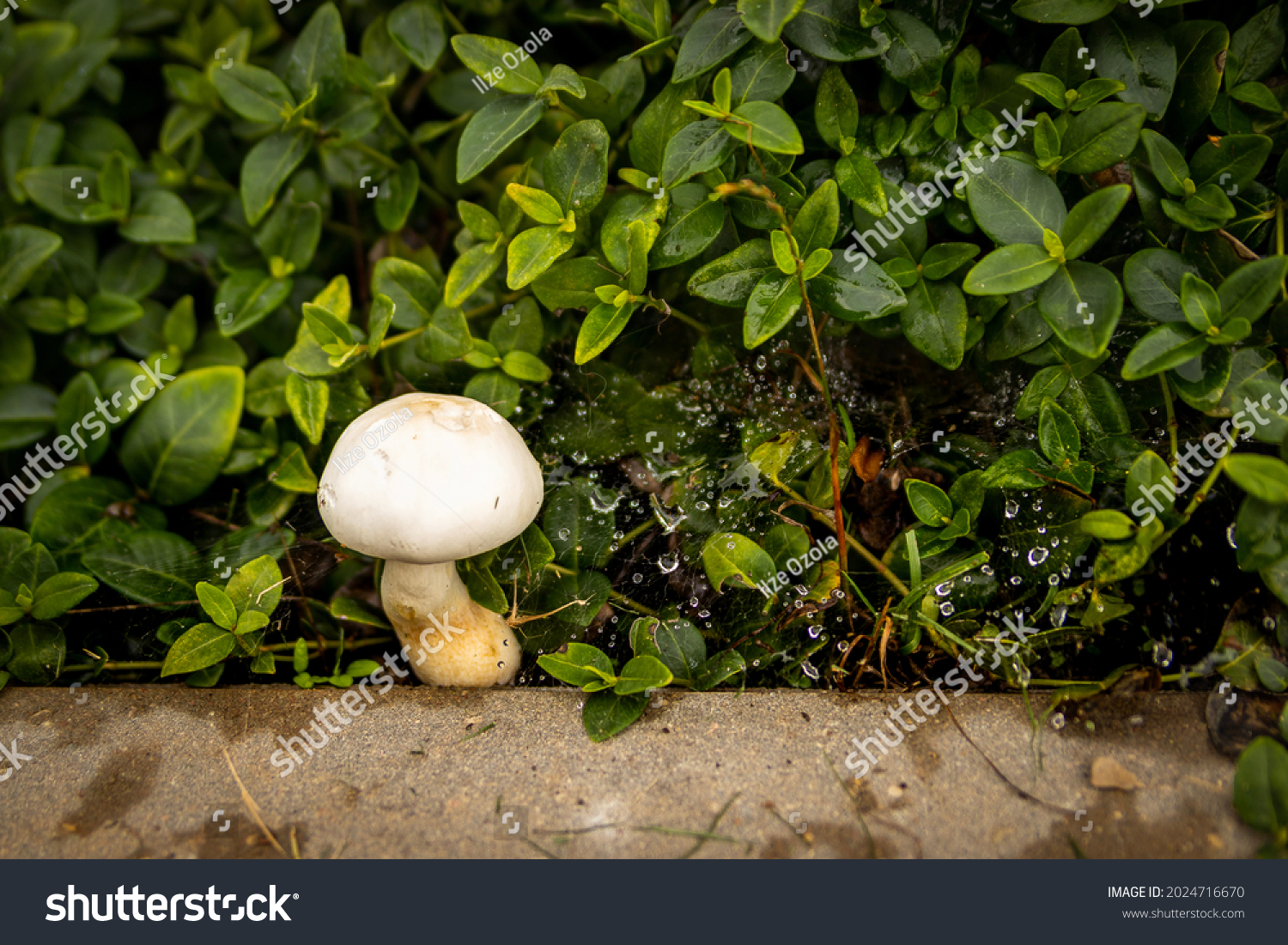 Close up landscape photography of Latvia fauna and flora with white wild mushroom in green backyard lawn. #2024716670