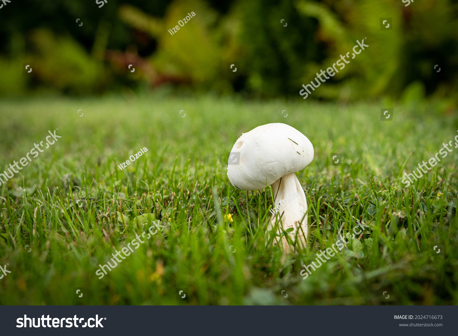 Close up landscape photography of Latvia fauna and flora with white wild mushroom in green backyard lawn. #2024716673