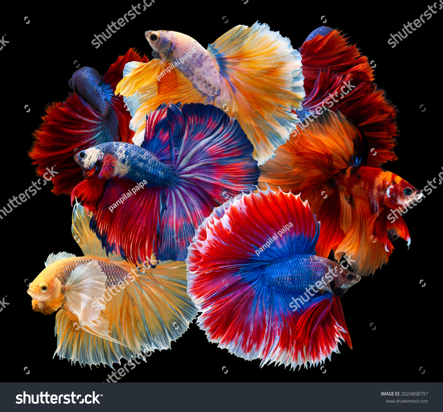 Multi color Siamese fighting fish(Rosetail)(halfmoon),dragon fighting fish,Betta splendens,on black background with clipping path #2024808797