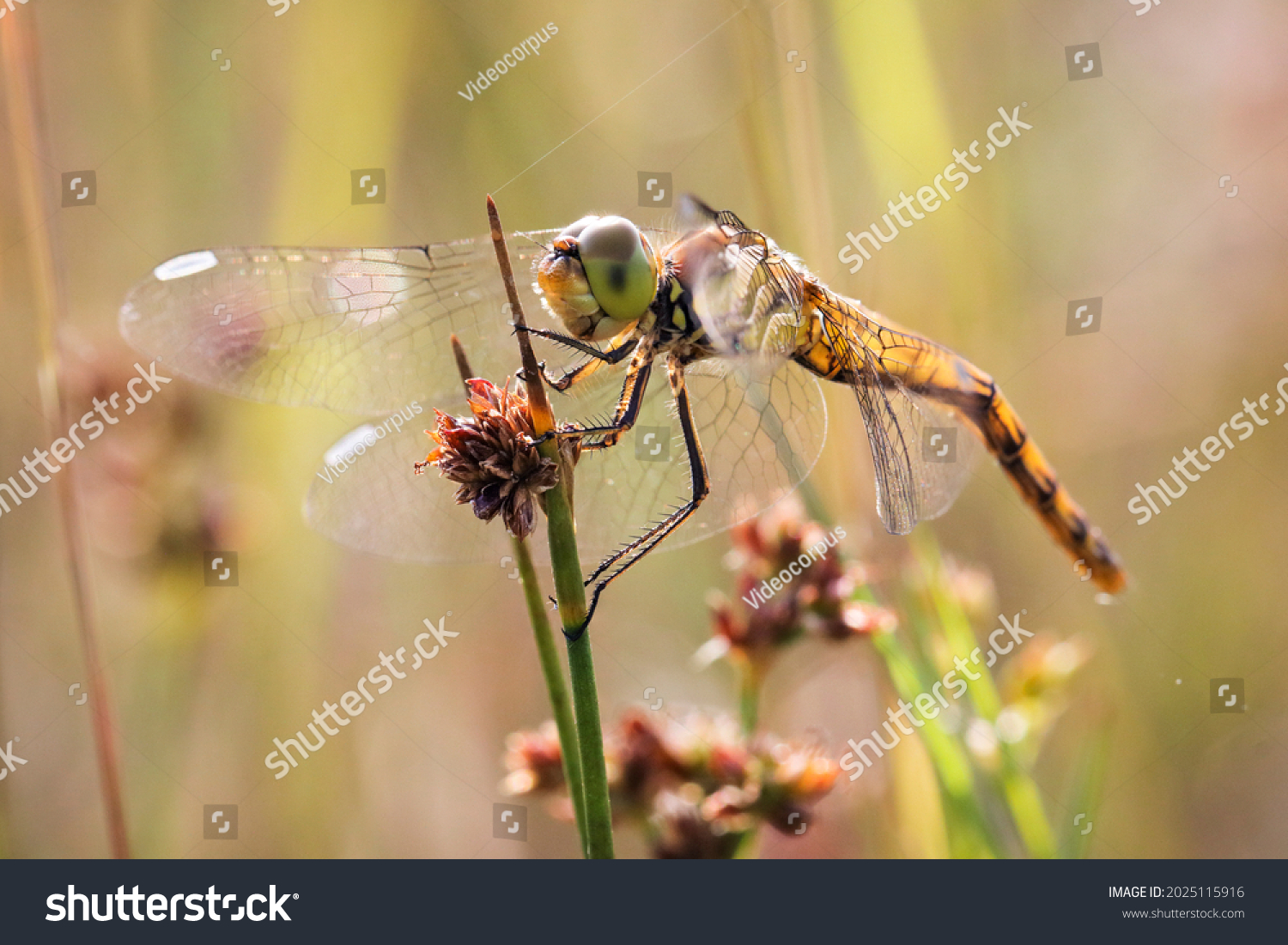 A yellow dragonfly is sitting on a twig in close-up. The dragonfly is hunting. Macro shots of a dragonfly. #2025115916
