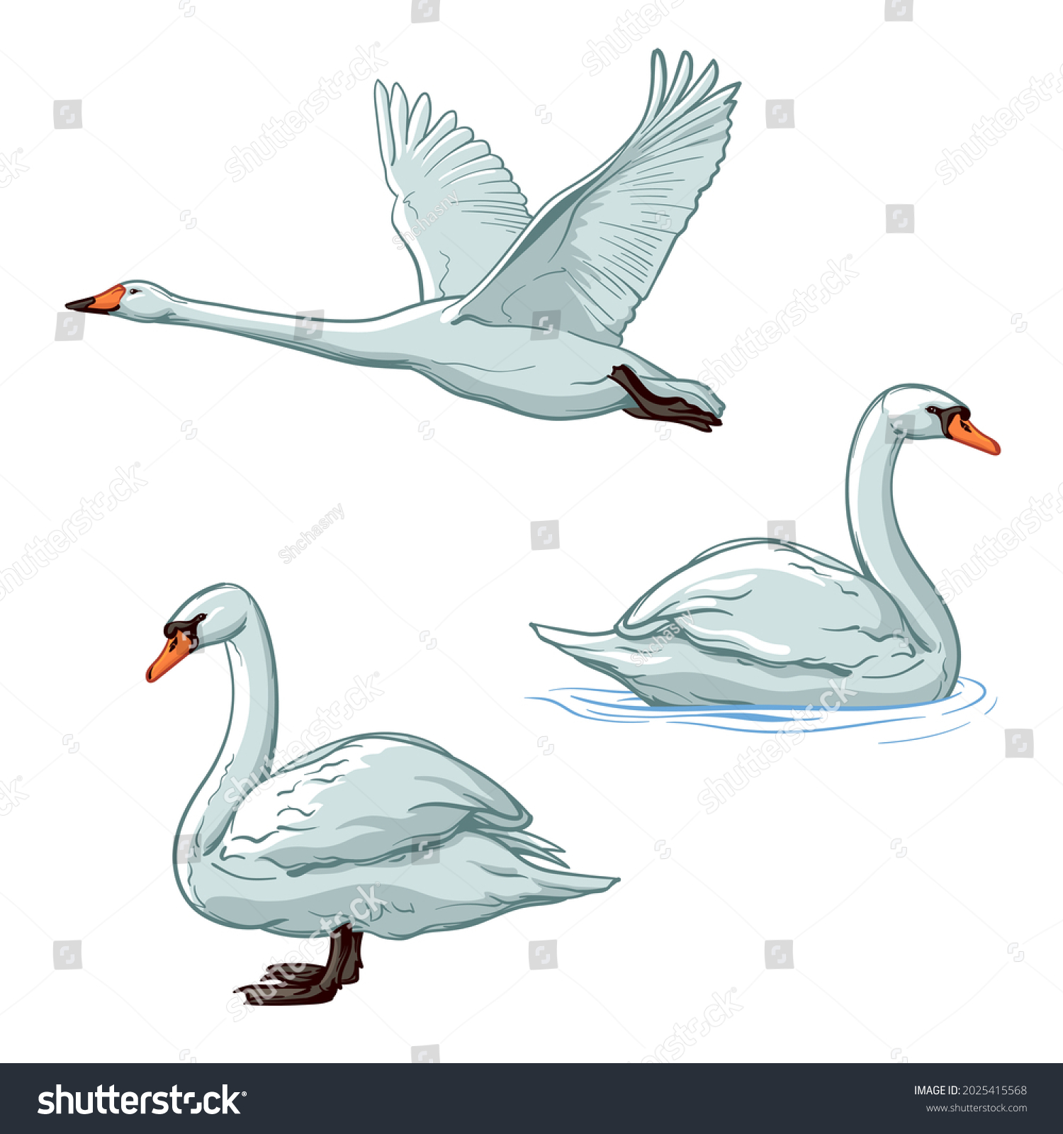 Vector set of Swans. Birds, isolated on a white background.  #2025415568