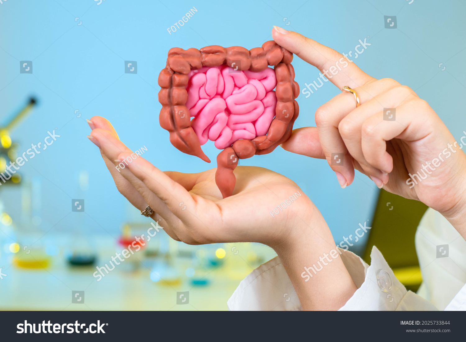 Gastrointestinal tract in hands. Detailed model of intestinal tract. concept is study of human nutritional system. Gastrointestinal health studies. Miniature model of gastric tract. #2025733844