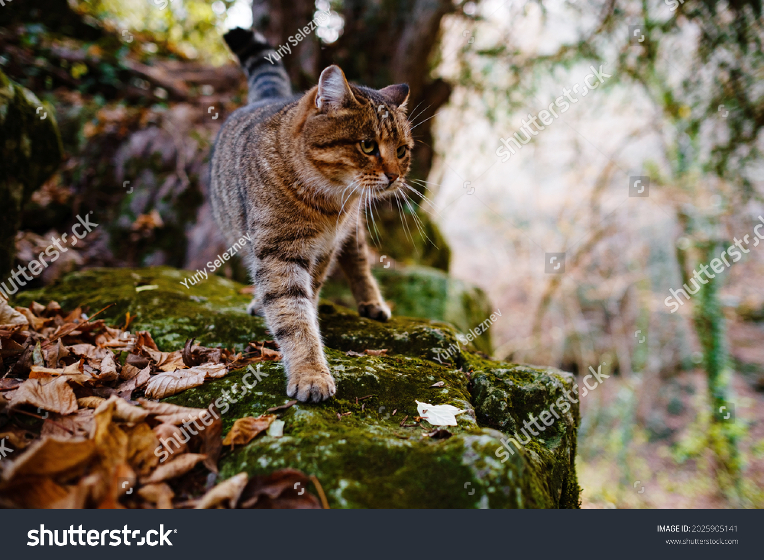 A Siberian tabby cat exploring the dark autumn forest. fairytale character of fall forest #2025905141