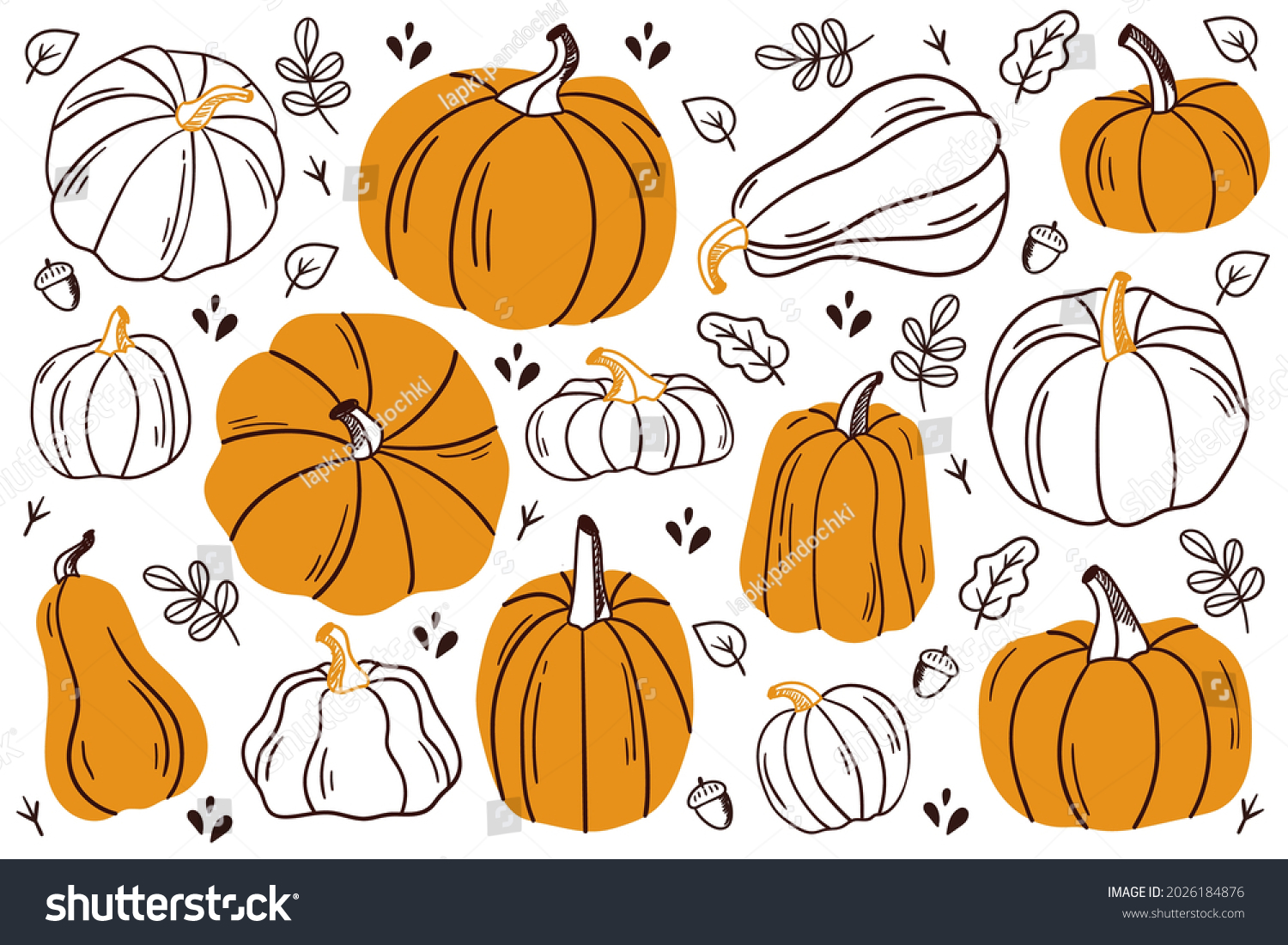Set of pumpkins. Pumpkin of different shapes and colors.
Thanksgiving design. Autumn pumpkin #2026184876