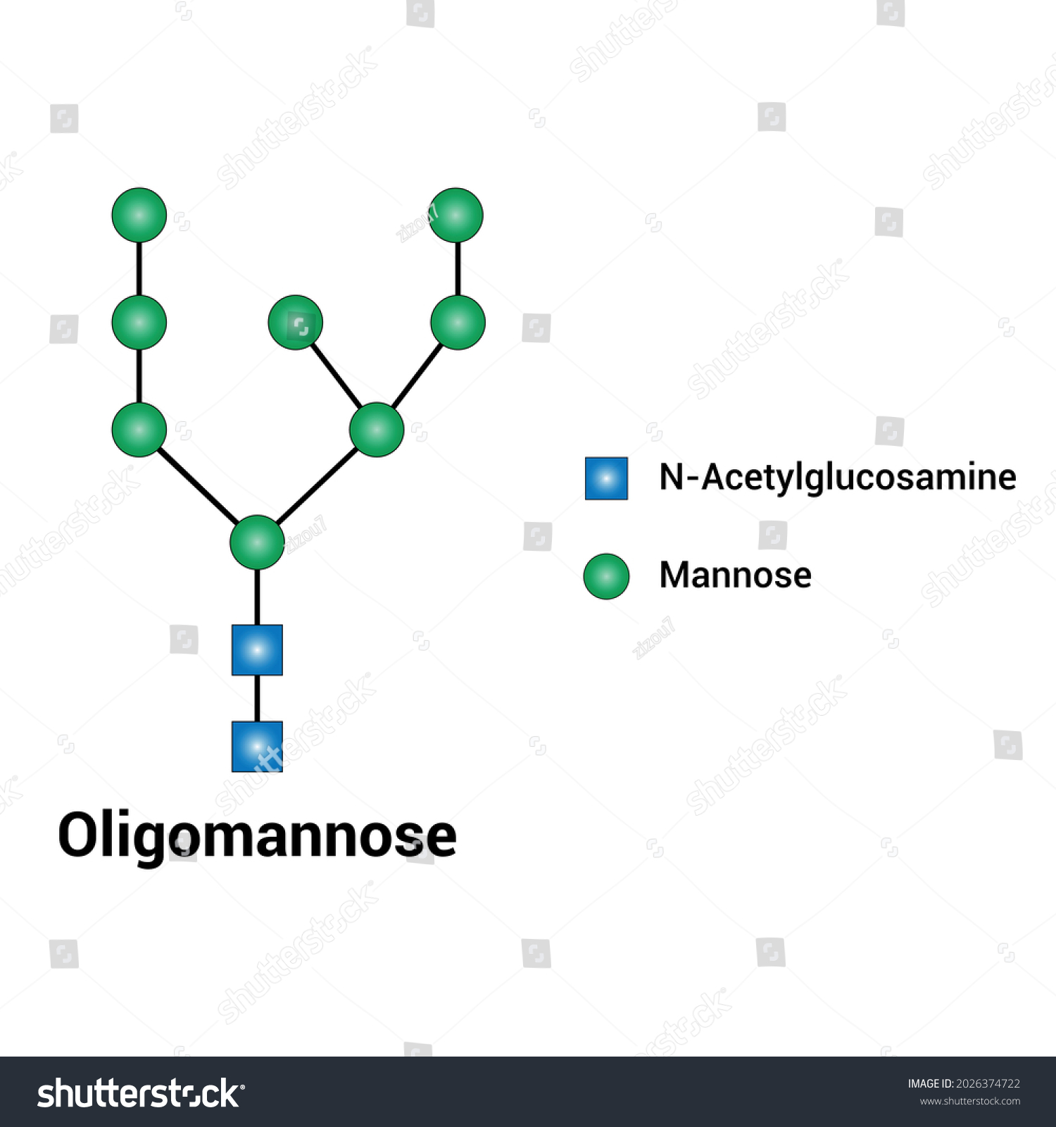 Oligomannose Structure The Types Of N Glycans Royalty Free Stock