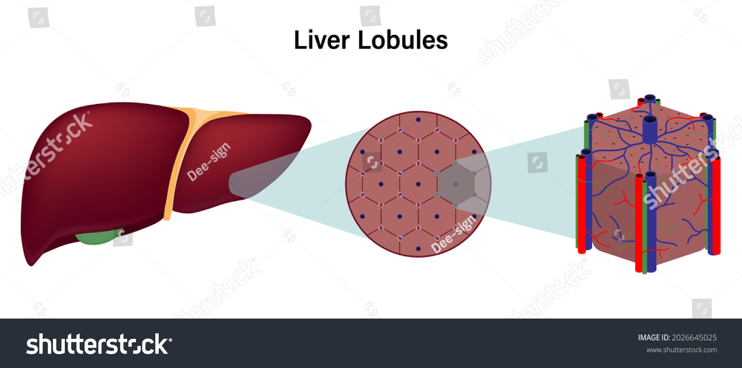 Diagram showing liver lobe hexagonal shape of - Royalty Free Stock ...