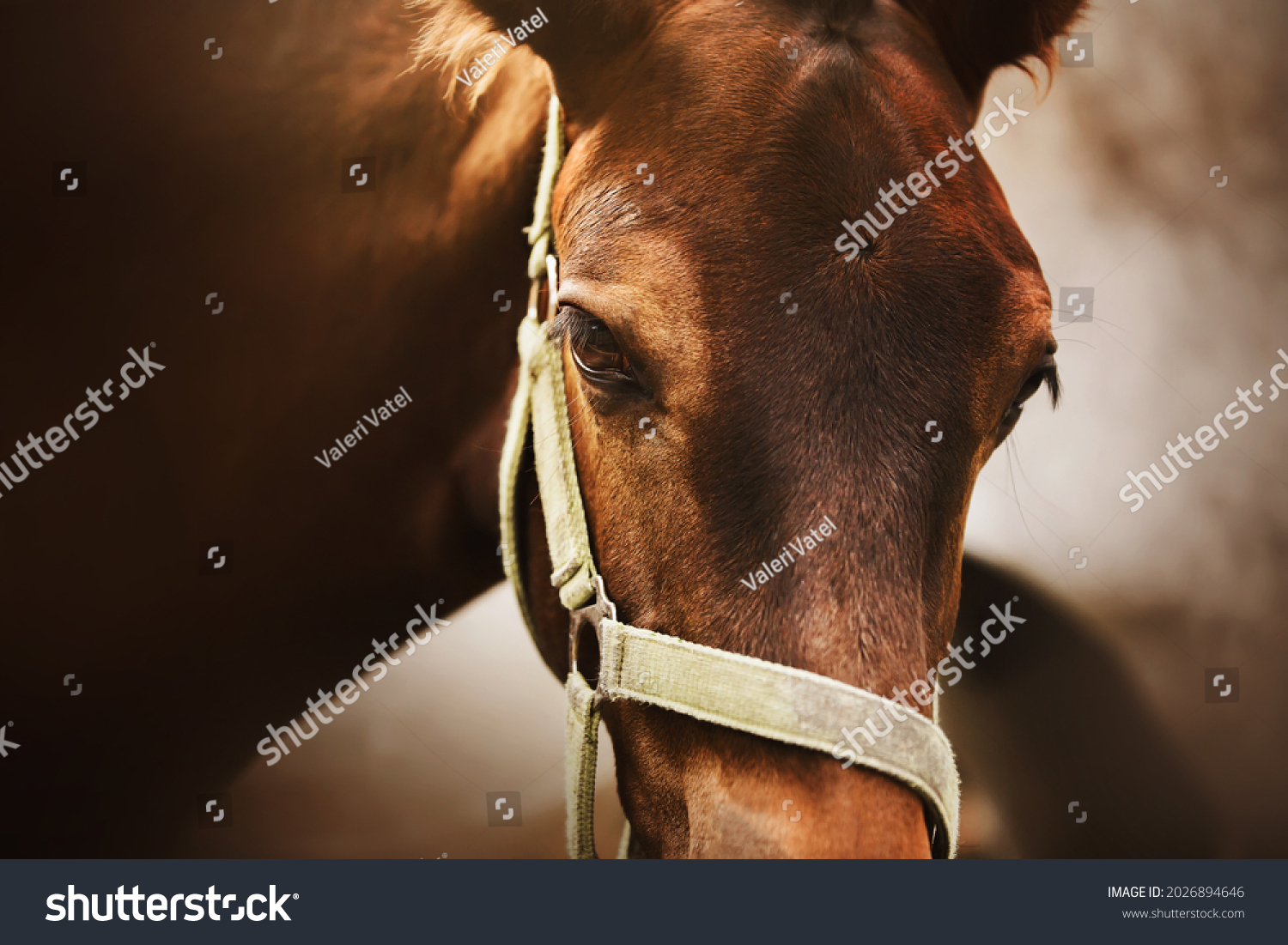 Portrait of a cute bay colt with a halter on his muzzle, standing next to his mother and illuminated by sunlight. Equestrian life. Livestock. #2026894646