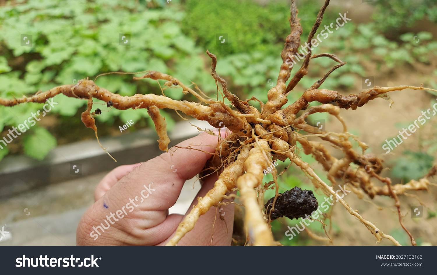 Brinjal Root affected by nematodes,  Galls formation in brinjal root #2027132162