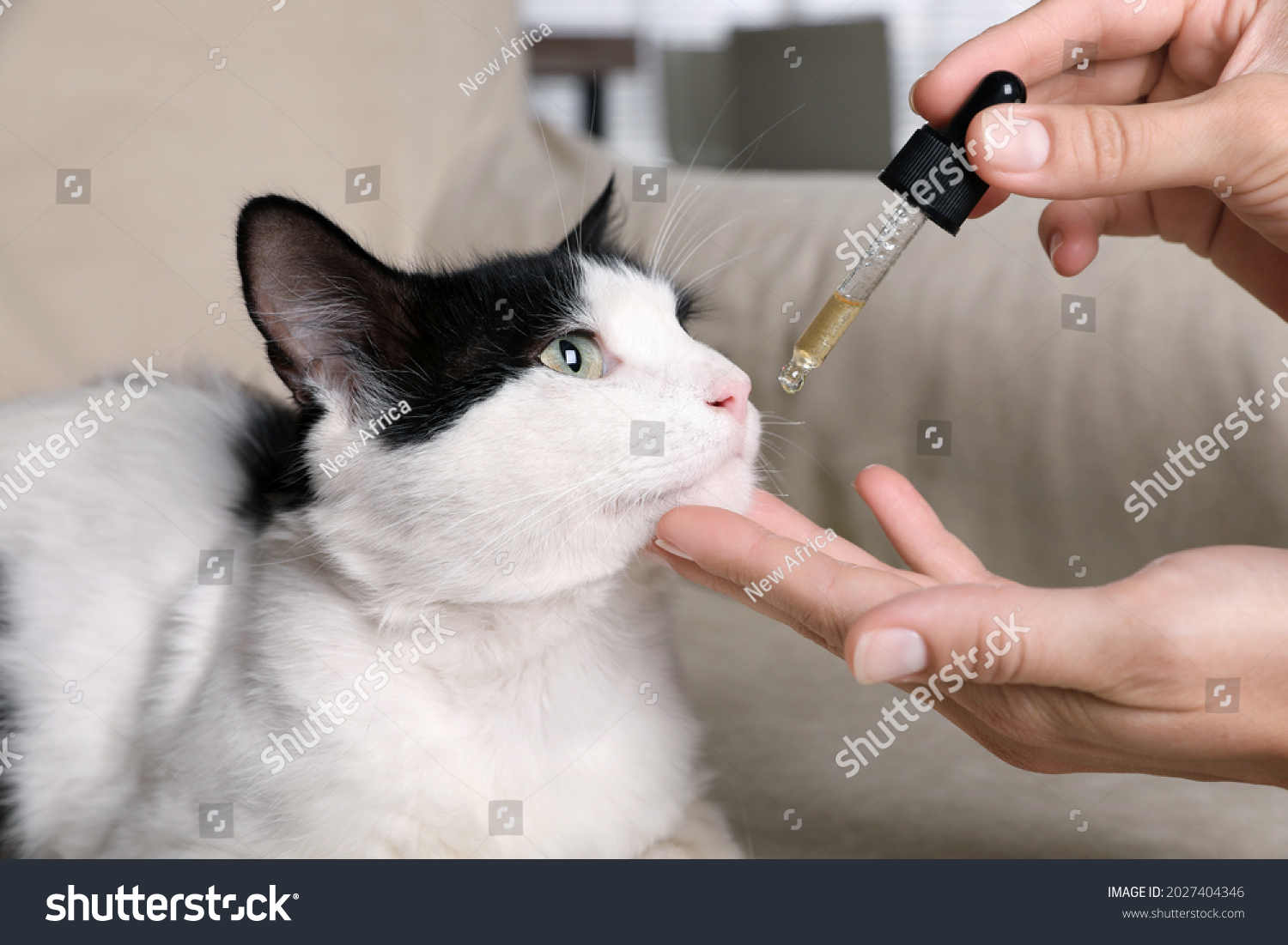 Woman giving tincture to cat at home, closeup #2027404346
