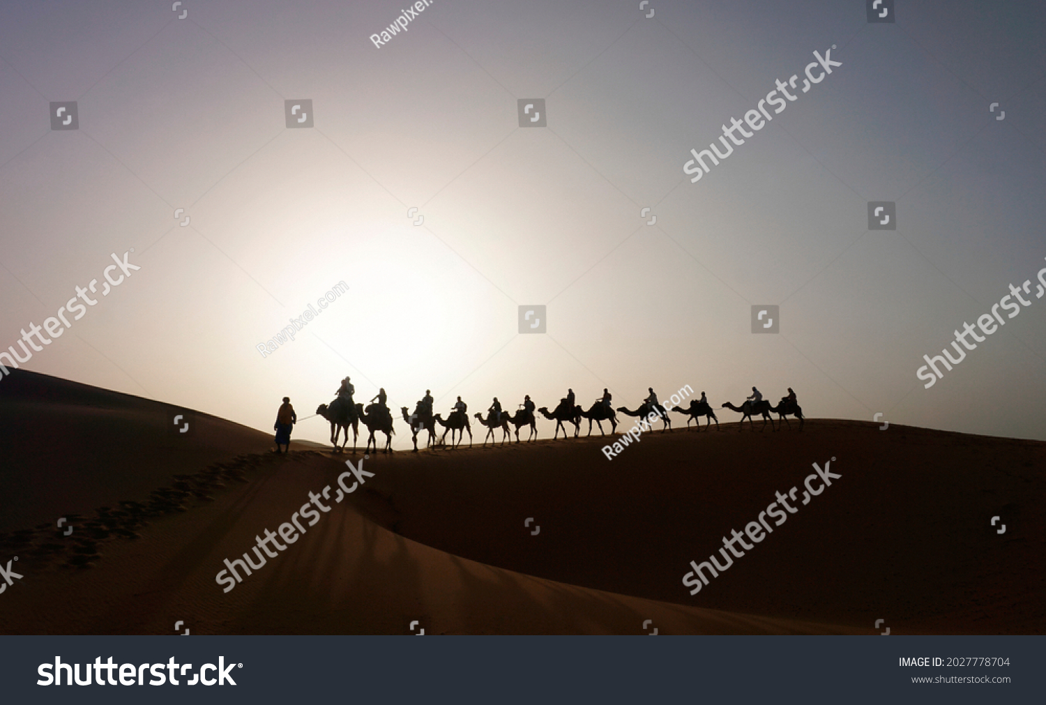 Camel caravan on the dune of Erg Chebbi at Morocco #2027778704