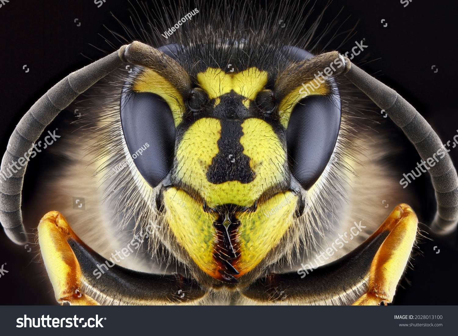 Super macro portrait of a wasp on a black background. Full-face macro photography. Large depth of field and a lot of details of the insect. #2028013100