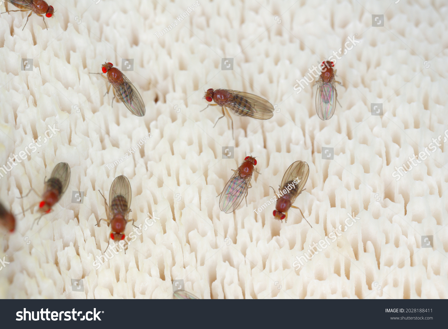 common fruit fly or vinegar fly Drosophila melanogaster is a species of fly in the family Drosophilidae. It is pest of fruits and food made from fruit #2028188411