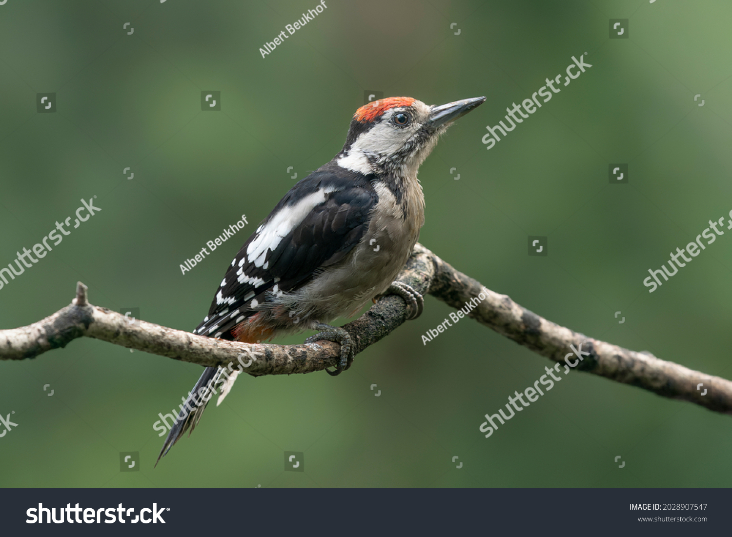 Juvenile Great Spotted Woodpecker ( Dendrocopos major) on a branch in the forest of Noord Brabant in the Netherlands. Green background.                                            #2028907547