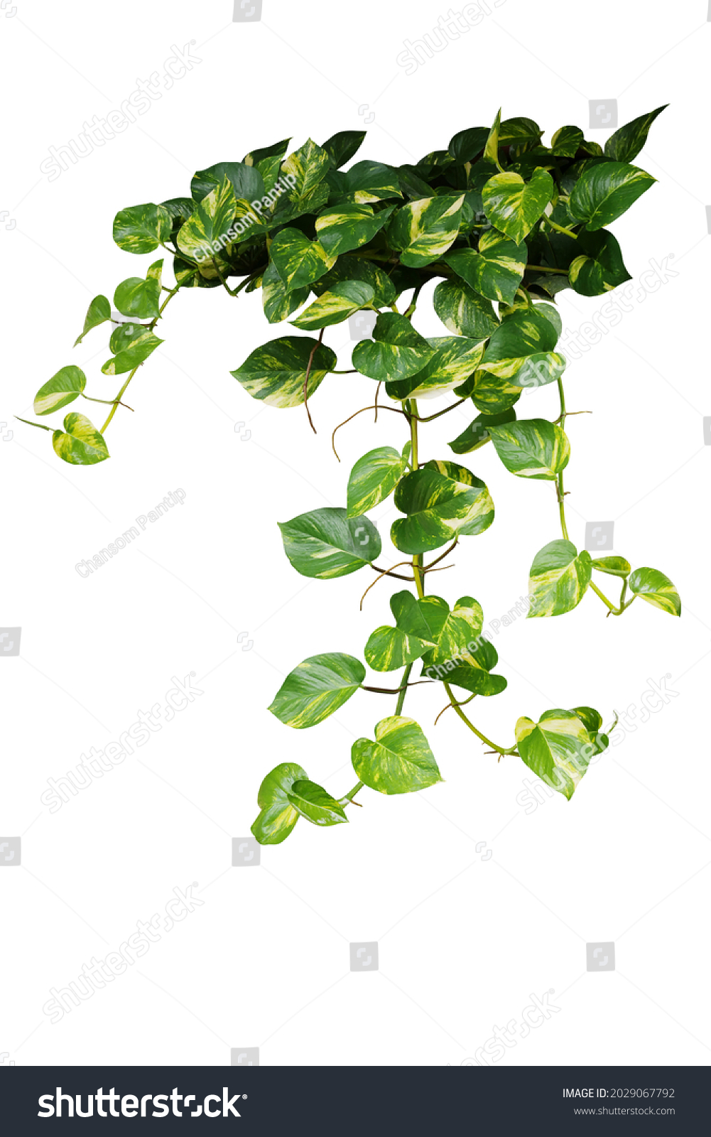 Heart shaped green variegated leave hanging vine plant bush of devil’s ivy or golden pothos (Epipremnum aureum) popular foliage tropical houseplant isolated on white with clipping path. #2029067792
