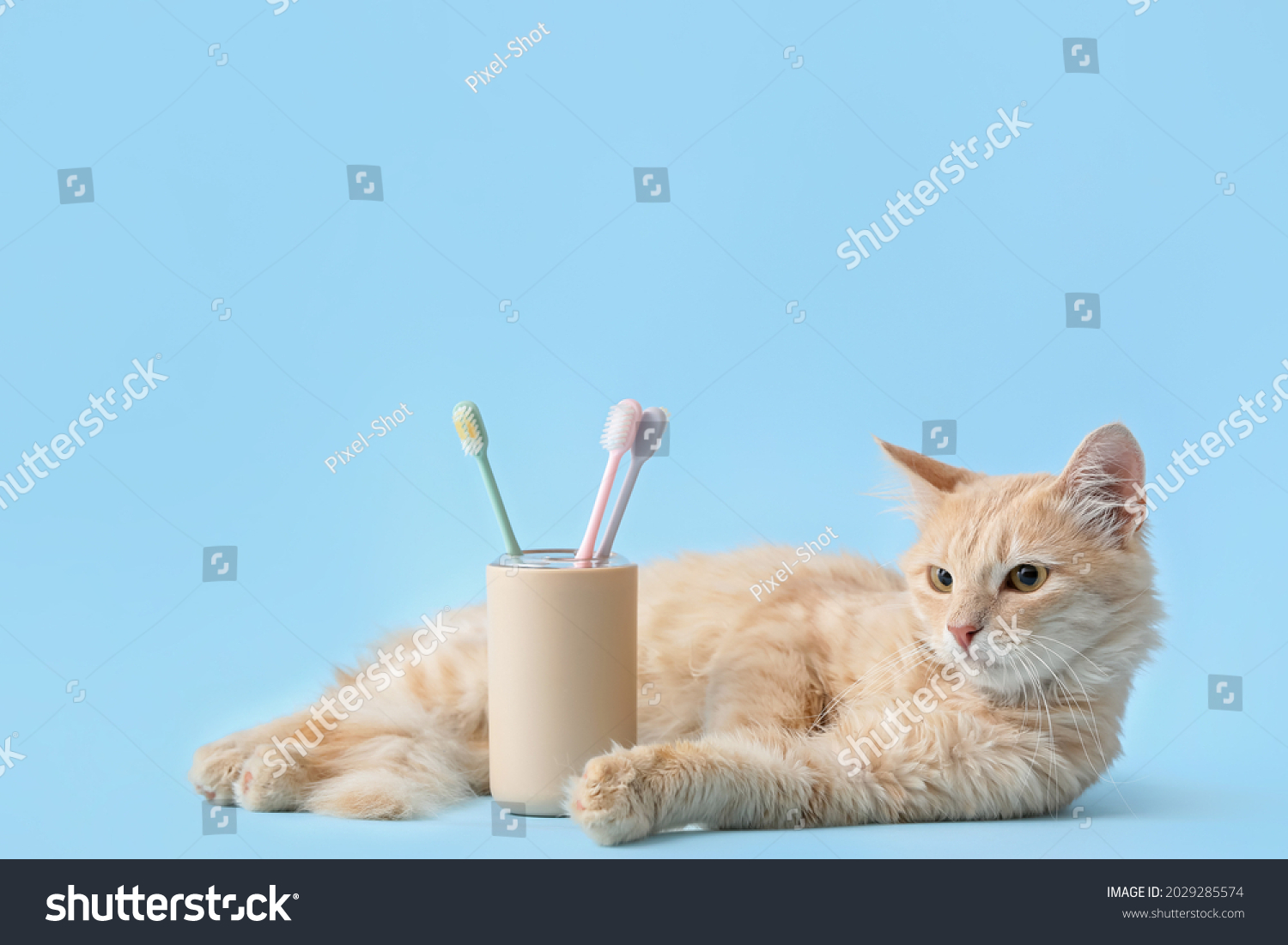 Cute cat with tooth brushes on color background #2029285574