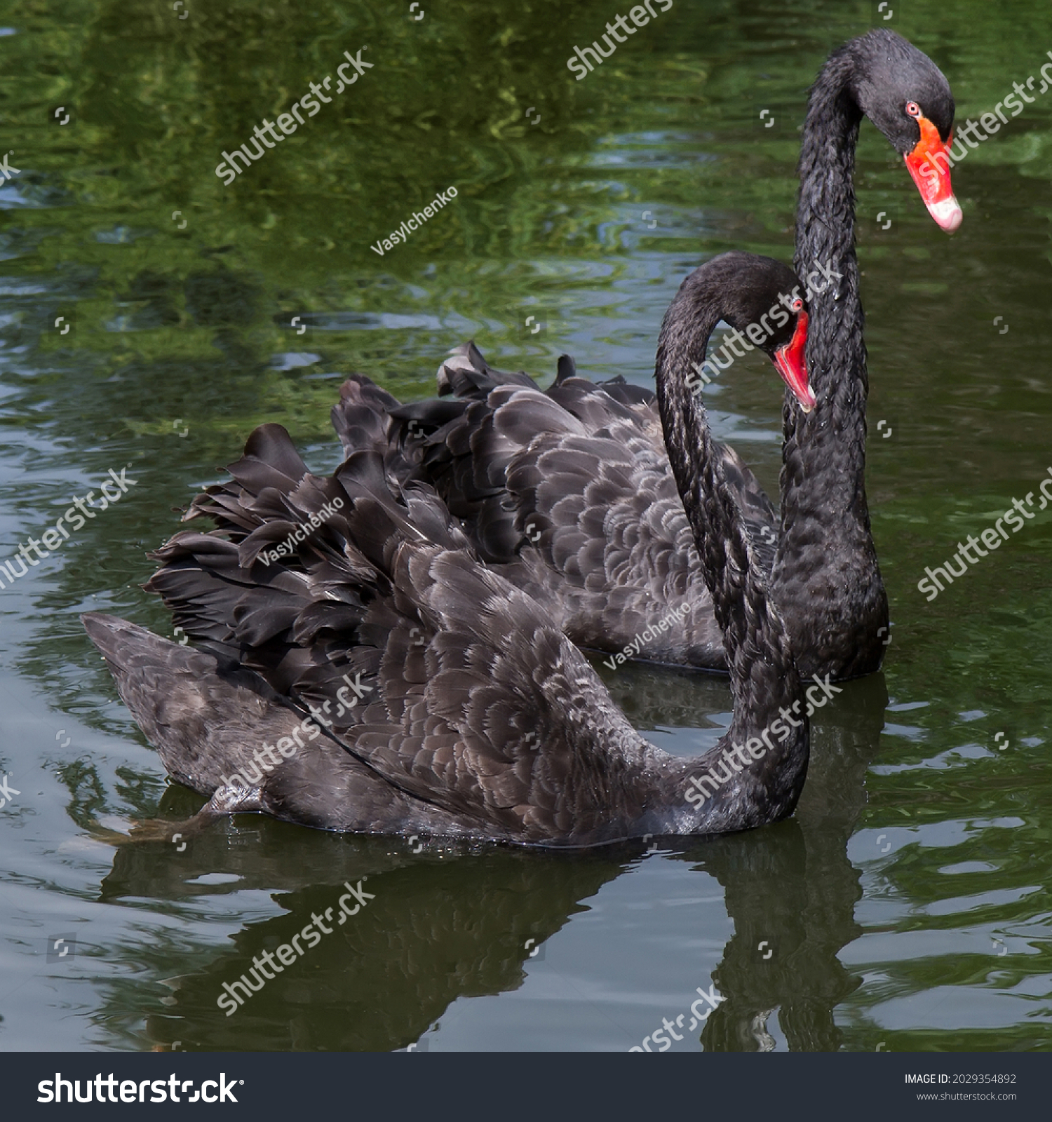 Two black swans on the surface of the lake close-up. Swans swim in greenish water. #2029354892