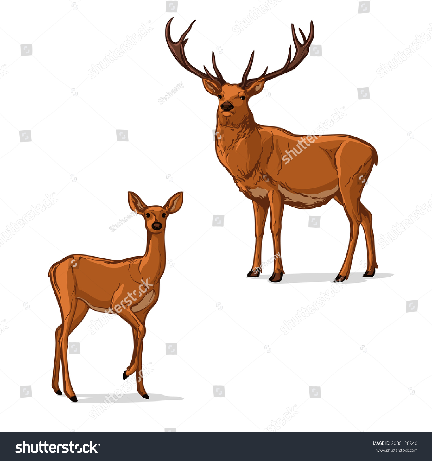 Vector illustration of a Deer. Two deer, isolated on a white background. #2030128940