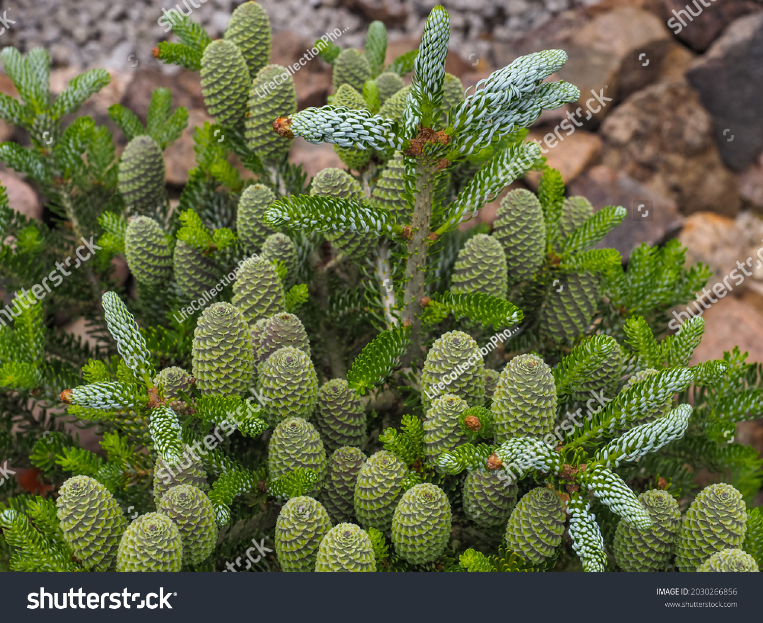 Korean fir or Abies koreana, green immature cones stand upright on the branches next to needle-like leaves, close up. European silver fir is evergreen, coniferous tree in the family Pinaceae. #2030266856