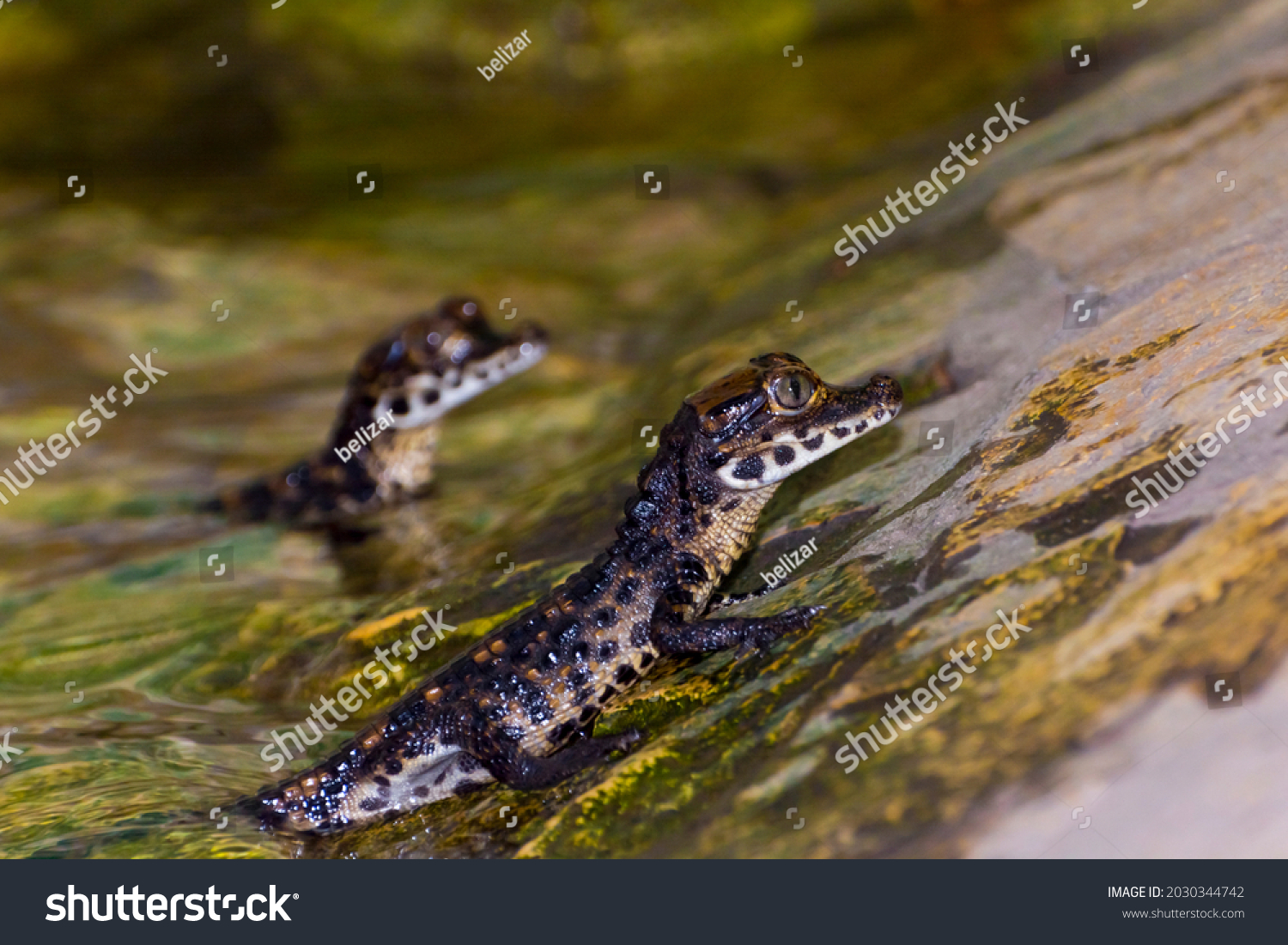 African dwarf crocodile baby, its scientific name is Osteolaemus tetraspis #2030344742