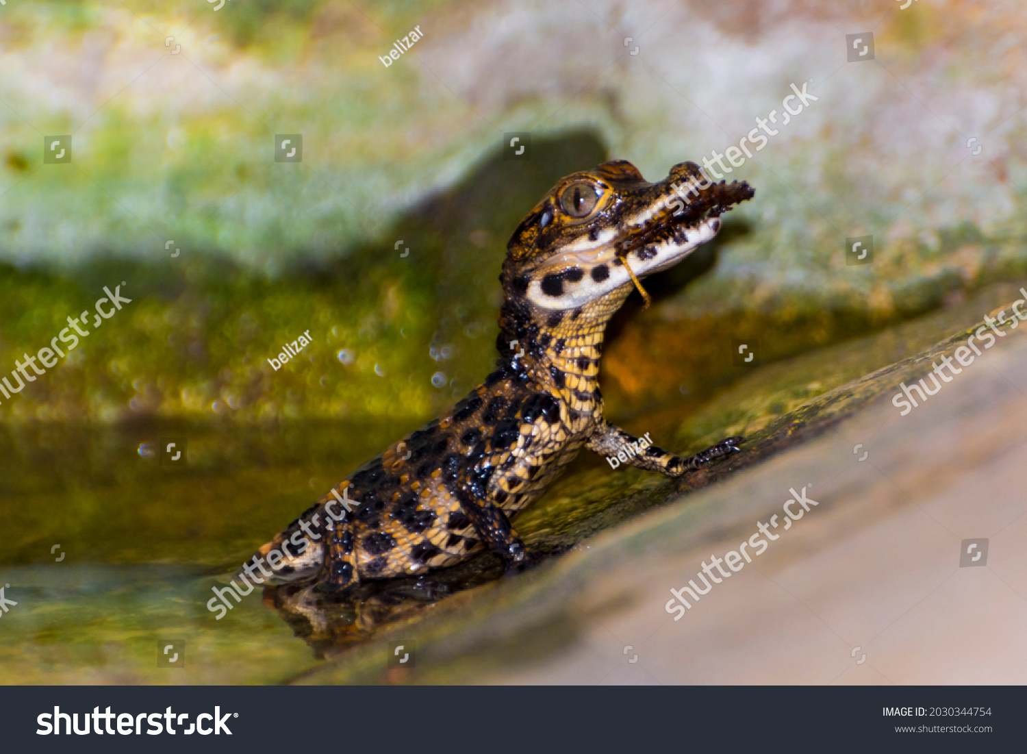 African dwarf crocodile baby, its scientific name is Osteolaemus tetraspis #2030344754