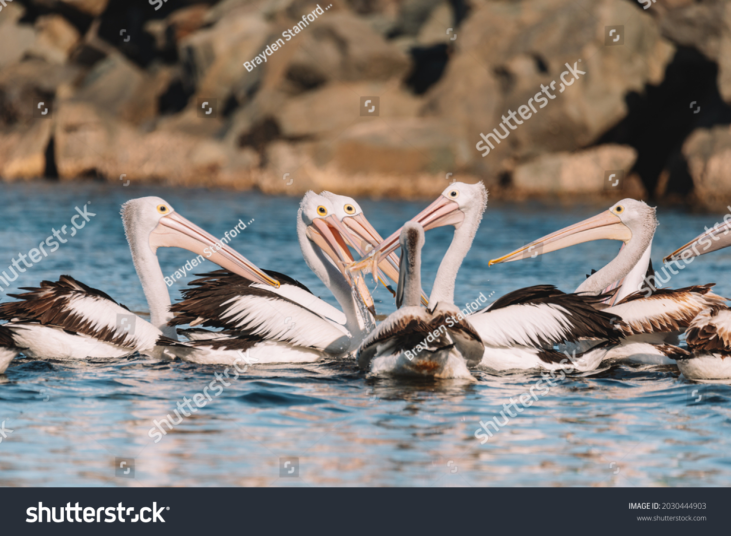 Group of Pelicans fighting over a fish at a harbour. #2030444903