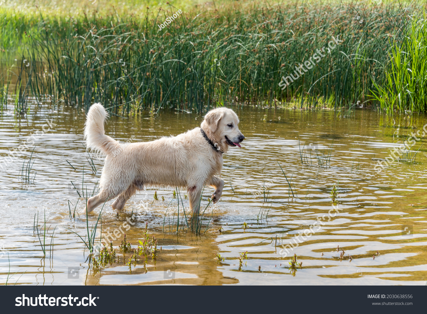 Champion Golden Retriever Hunting in Water in Northern Europe #2030638556