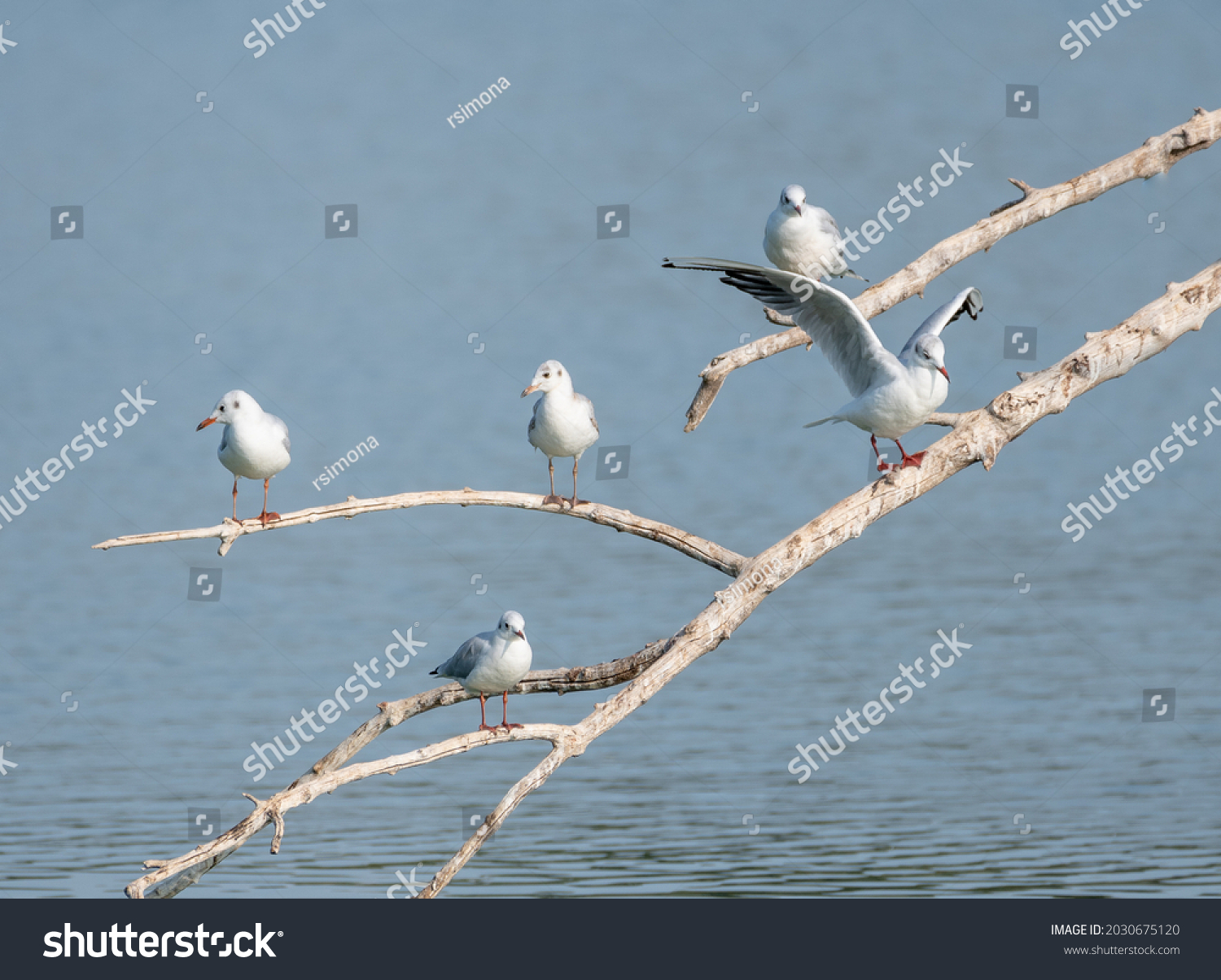 many kittiwakes perched on tree branches on a wetland lake, some flapping their wings. A multitude of waterfowl #2030675120