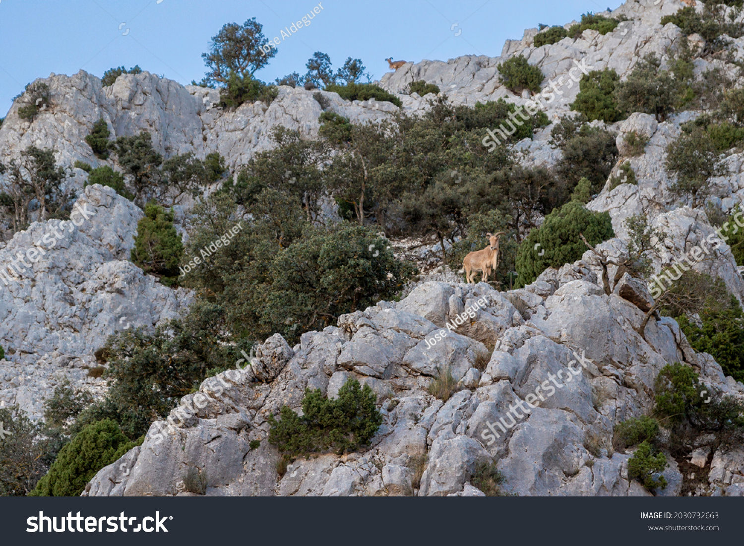 Mountain goats, arruis, in Sierra Espuña. Sierra Espuña is a mountainous massif with a dense forest mainly of pine trees, with an abundant flora and fauna located in the Region of Murcia, Spain #2030732663