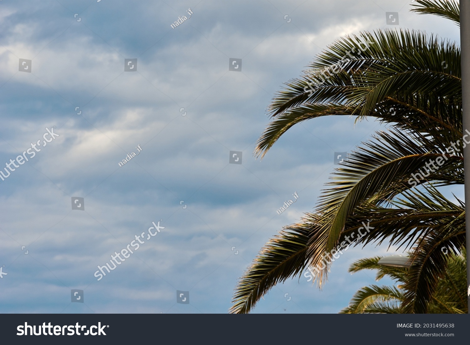 Palm trees against blue sky, Palm trees at tropical coast, coconut tree, summer tree. background with copy space. High quality photo #2031495638