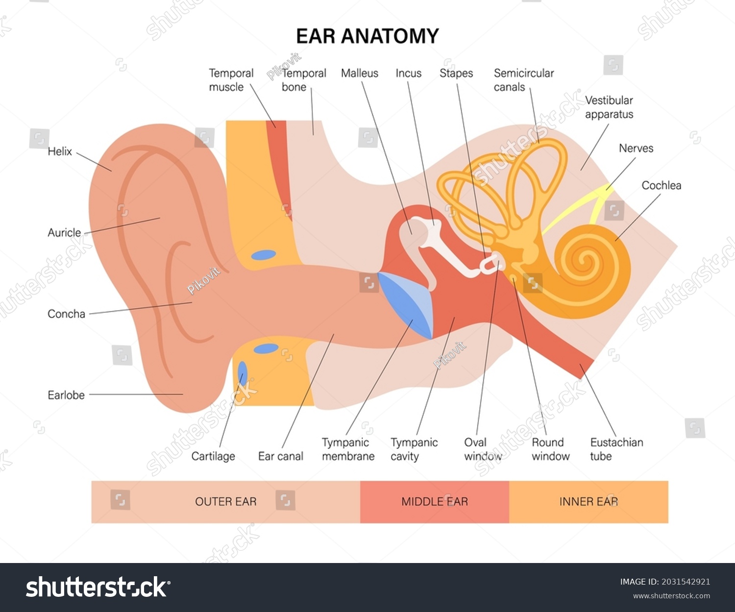 Human Ear Structure Anatomical Diagram. Outer, - Royalty Free Stock ...