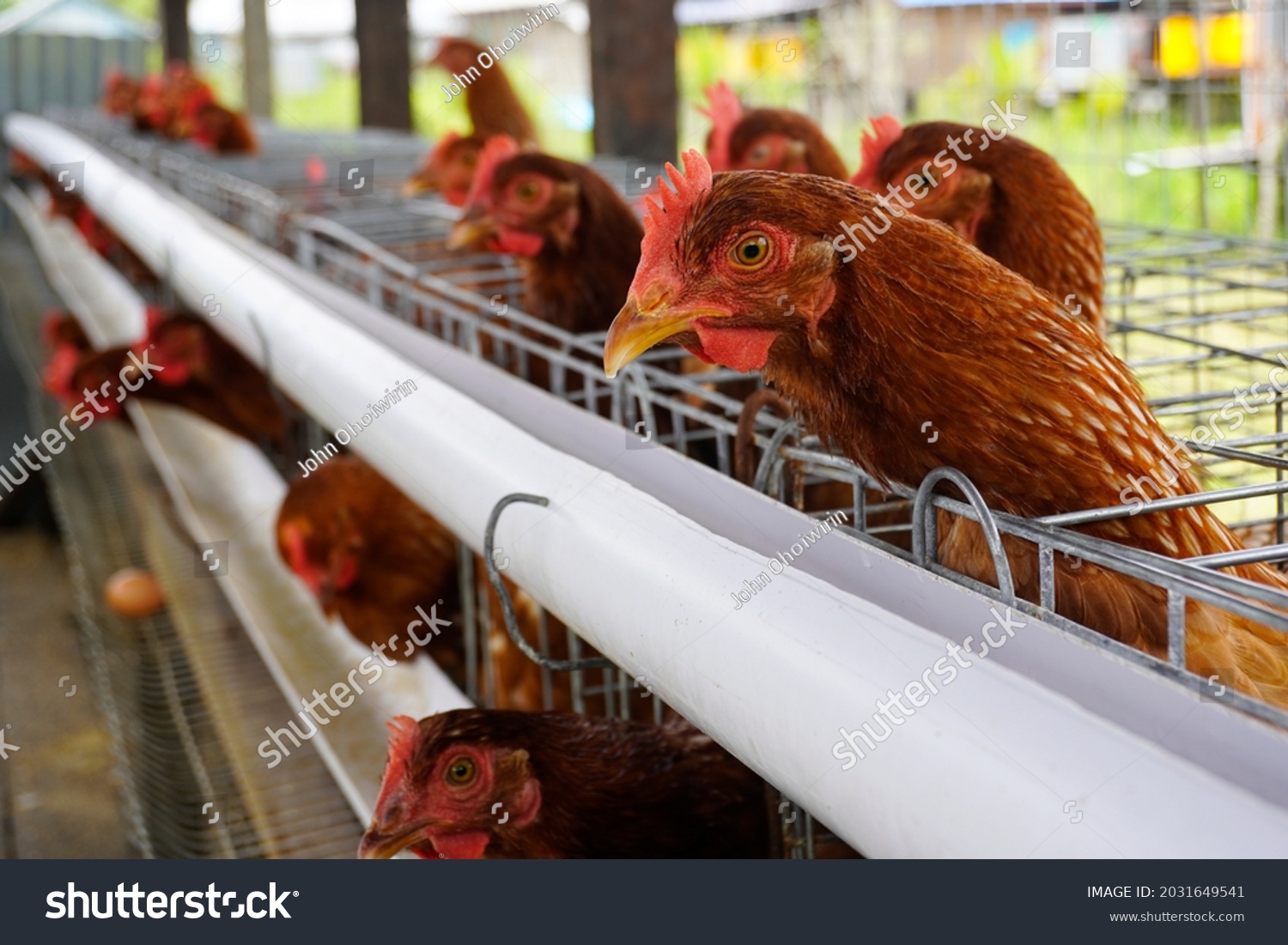 Domestic chicken farms for the production of fresh and healthy eggs for consumption. This photo of a chicken farm is appropriate for purposes of household business and installation of a chicken farm #2031649541