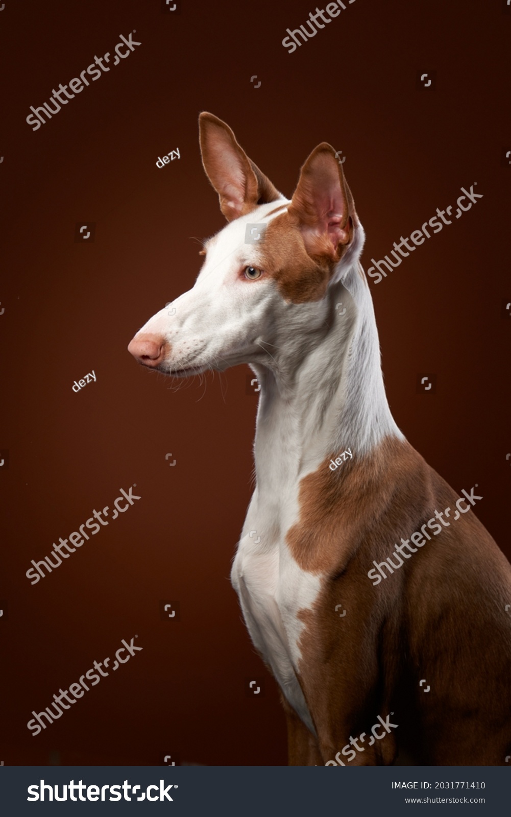 dog on a red background in the studio. portrait spanish greyhound, podenko ibitsenko #2031771410