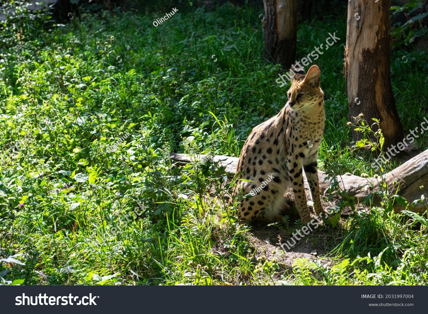 Serval spotted african wild cat - Royalty Free Stock Photo 2031997004 ...