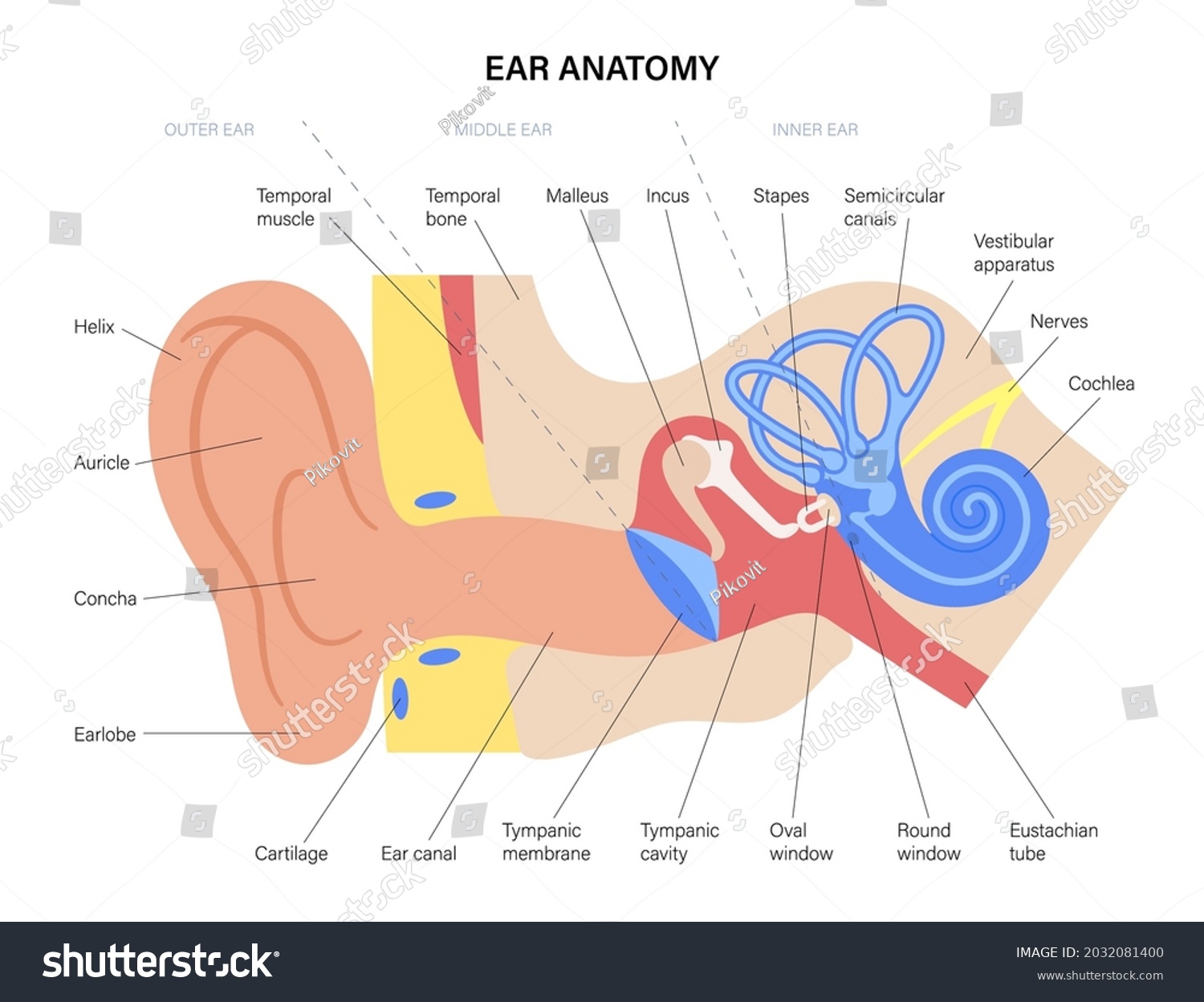 Human ear structure anatomical diagram. Outer, - Royalty Free Stock ...