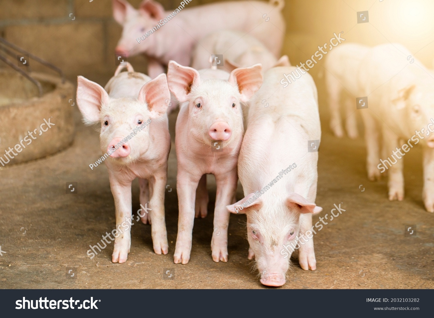 Pigs waiting feed,pig indoor on a farm yard. swine in the stall.Portrait animal. #2032103282