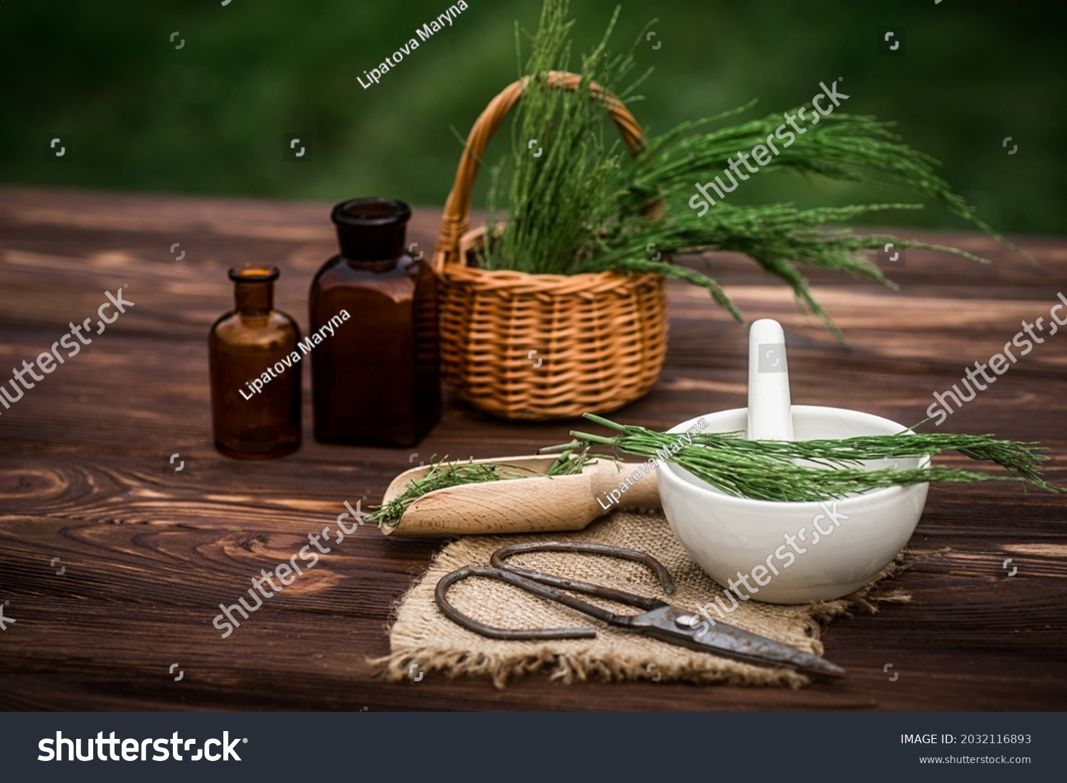Basket with horsetail collected in ecologically clean place for preparation of potions by healer. Equisetum arvense, field horsetail or common horsetail made from fresh potion, from pharmacy mortar. #2032116893