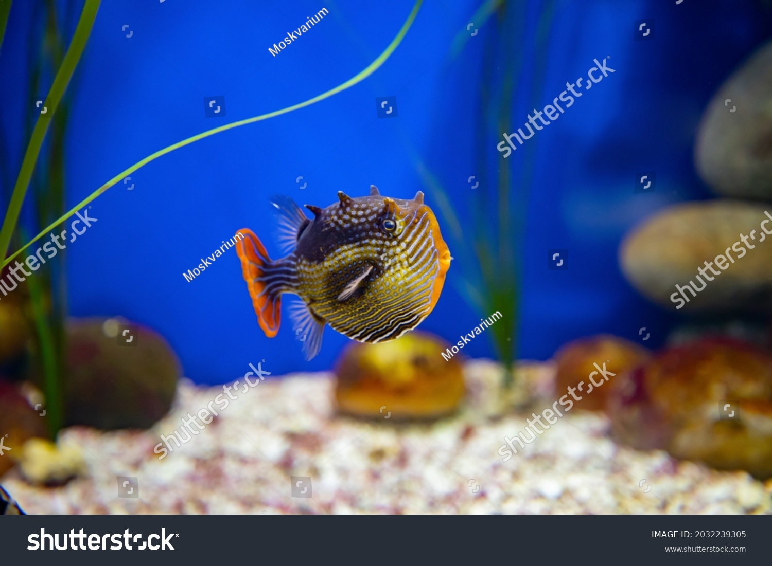 Bright coloured tropical fish Ornate cowfish (aracana ornata) (male) swimming in chrystal clear water in aquarium. #2032239305