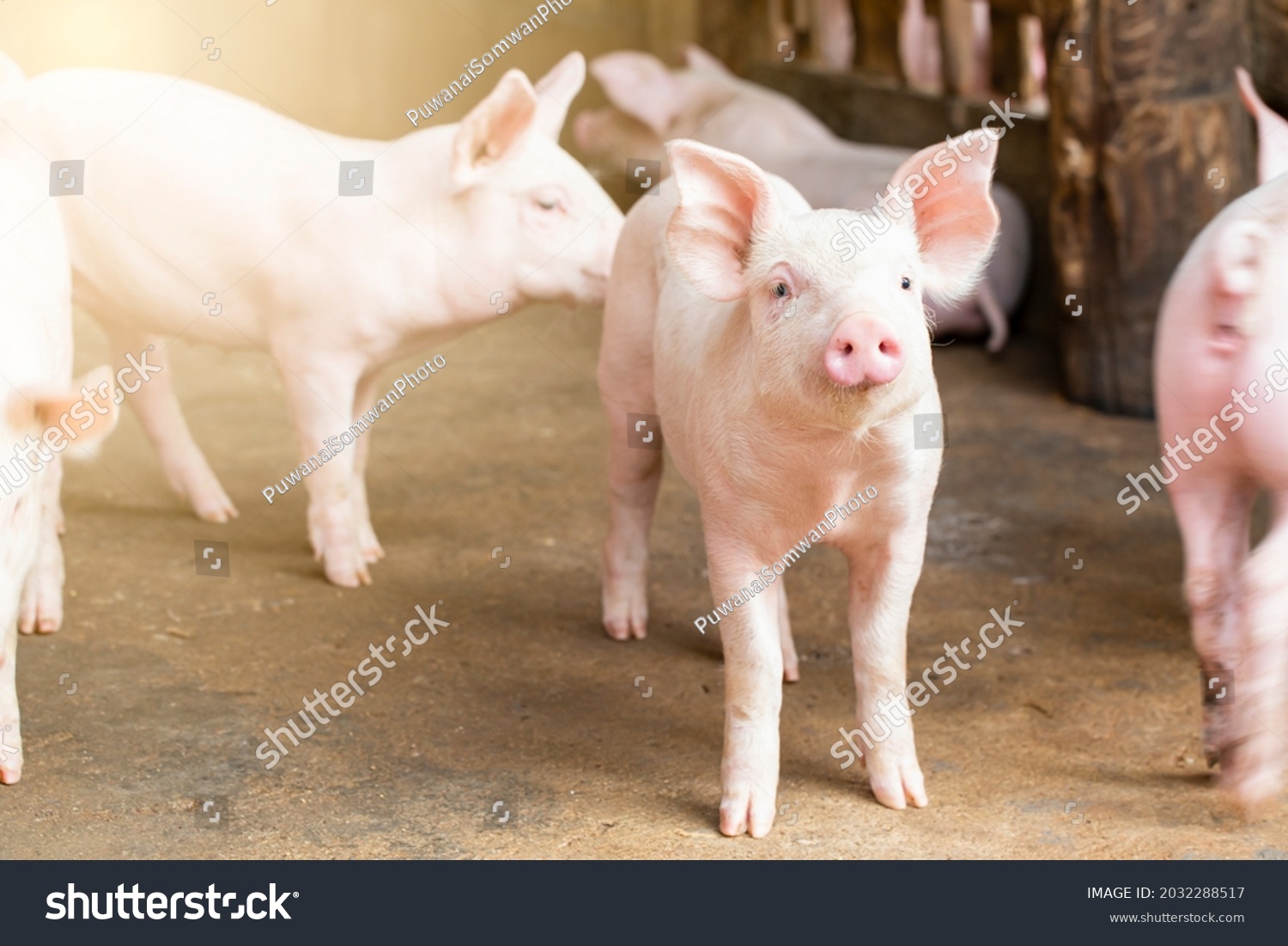 Pigs waiting feed,pig indoor on a farm yard. swine in the stall.Portrait animal. #2032288517