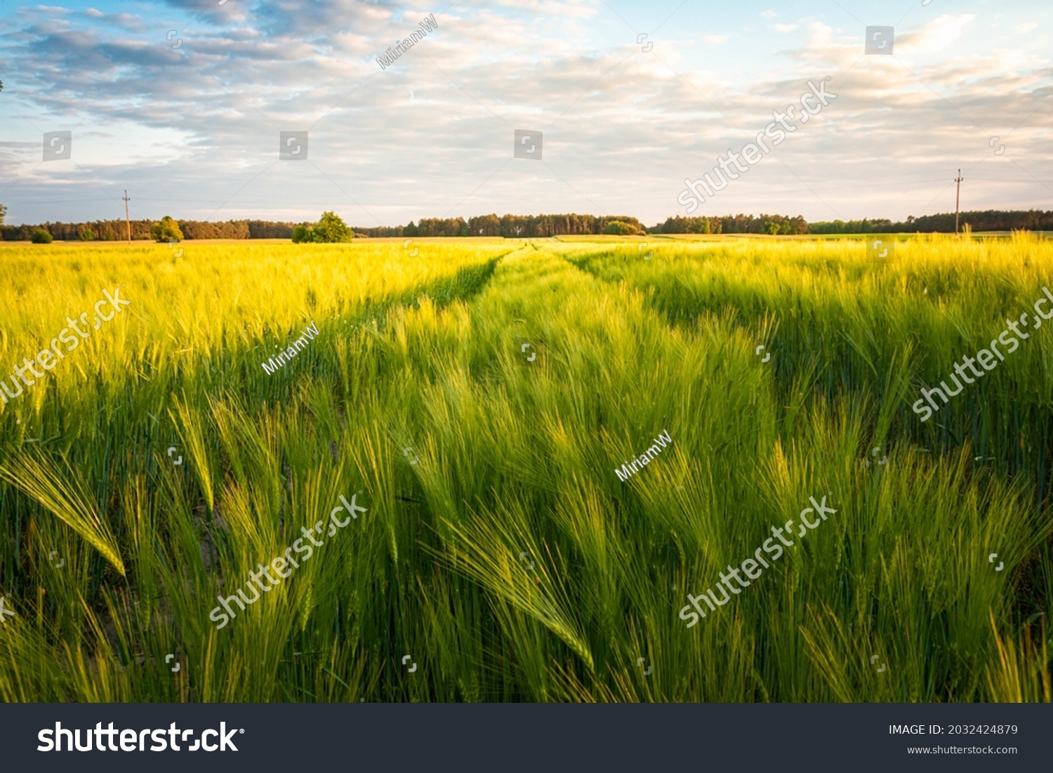 green barley field in spring, amazing rural landscape #2032424879