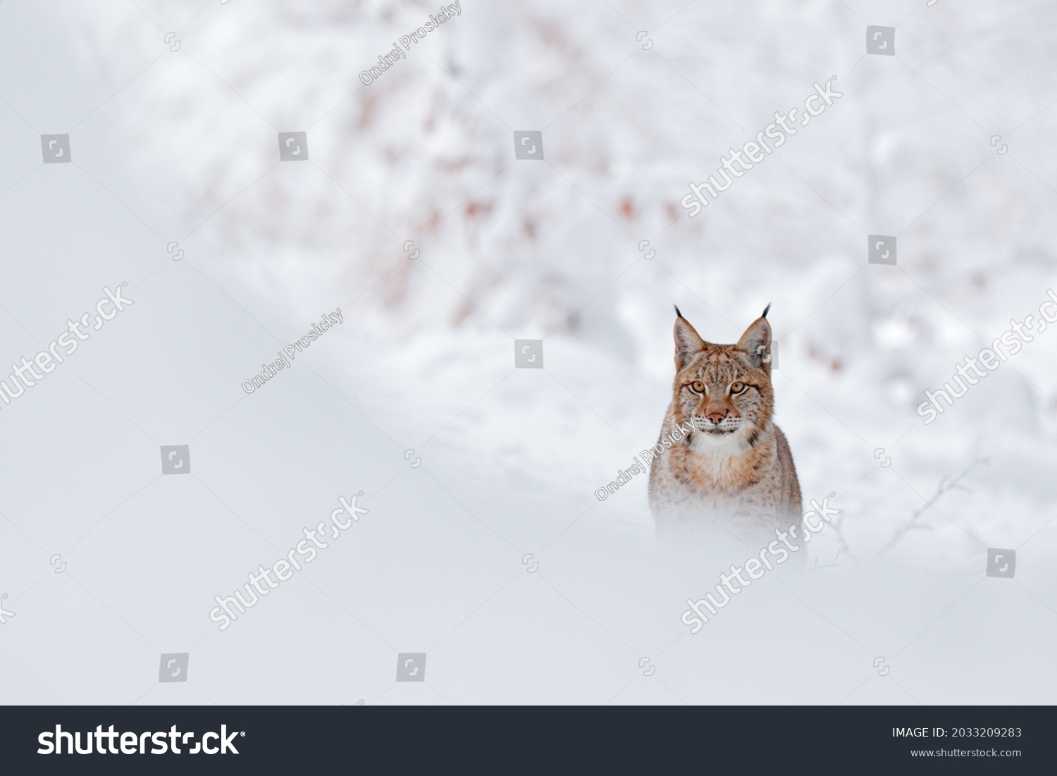 Lynx, winter wildlife. Cute big cat in habitat, cold condition. Snowy forest with beautiful animal wild lynx, Poland. Eurasian Lynx nature running, wild cat in the forest with snow.  #2033209283