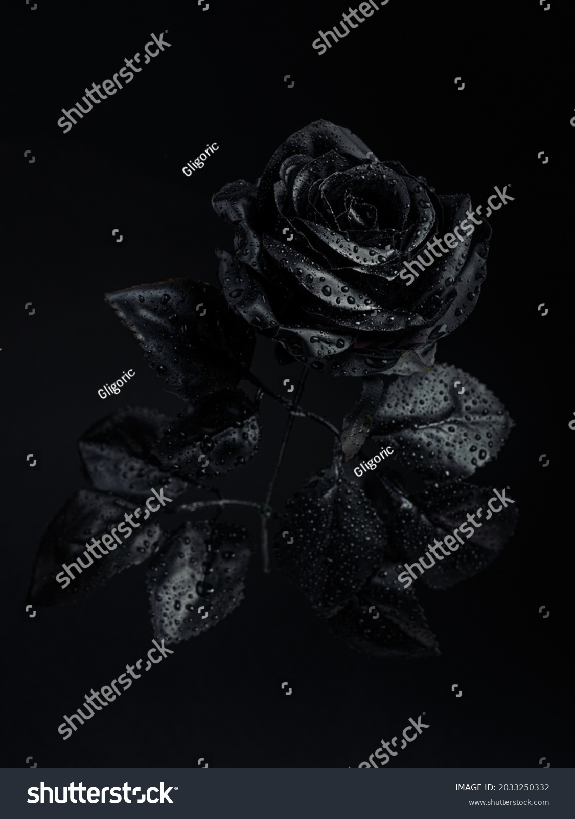 Black rose with drops of water on a black background. Creative romantic love and passion concept. dark and spooky cult aesthetic. Floral Halloween or Santa Muerte idea. #2033250332