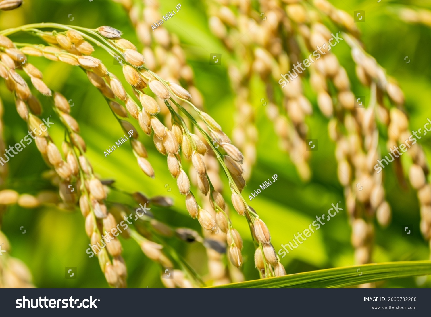 Ears of Rice Plants in Autumn or Fall in Japan, Agriculture and Harvest Background, Nobody #2033732288