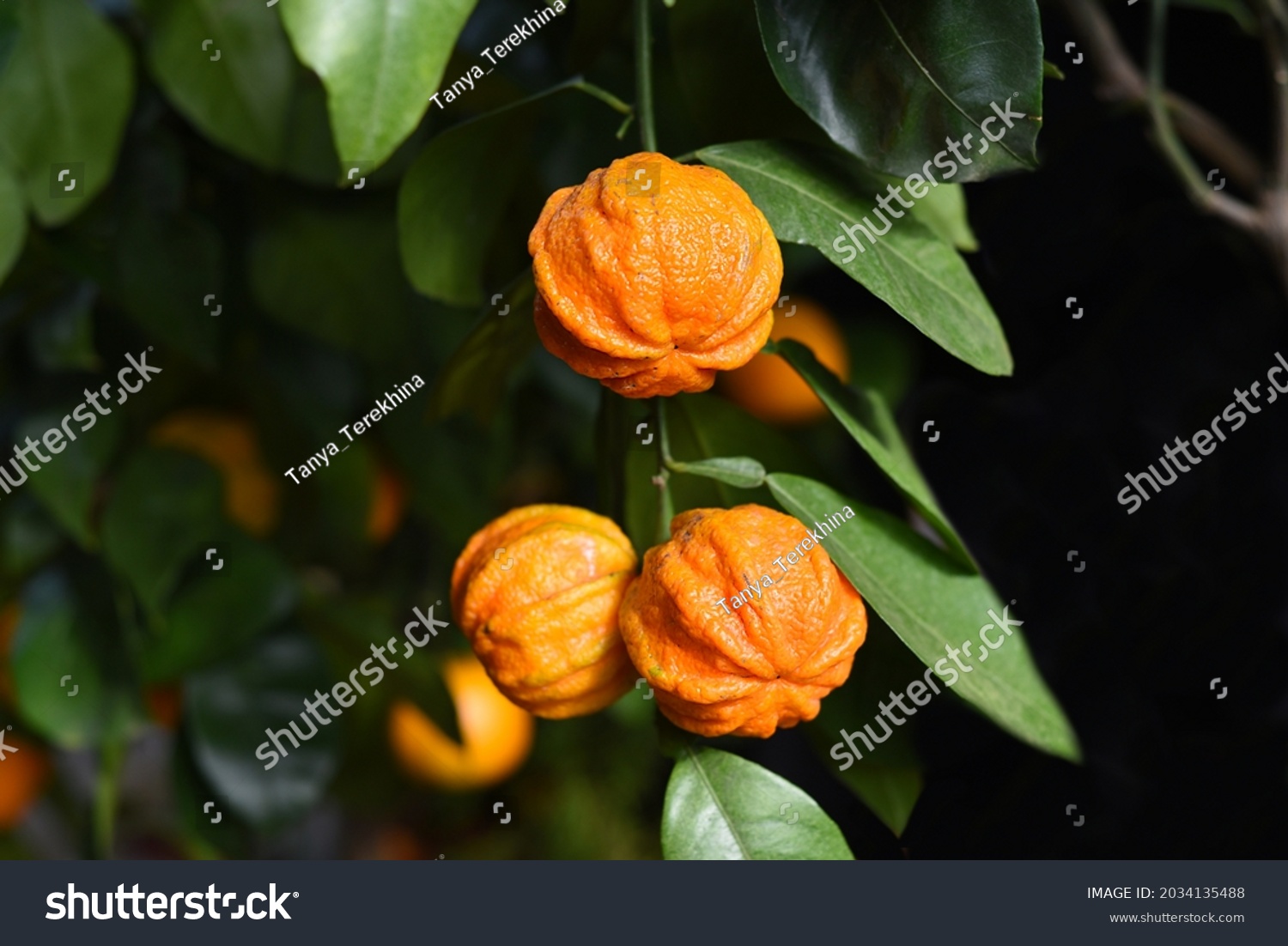 Bitter orange Kikudaidai growing in Japan. #2034135488