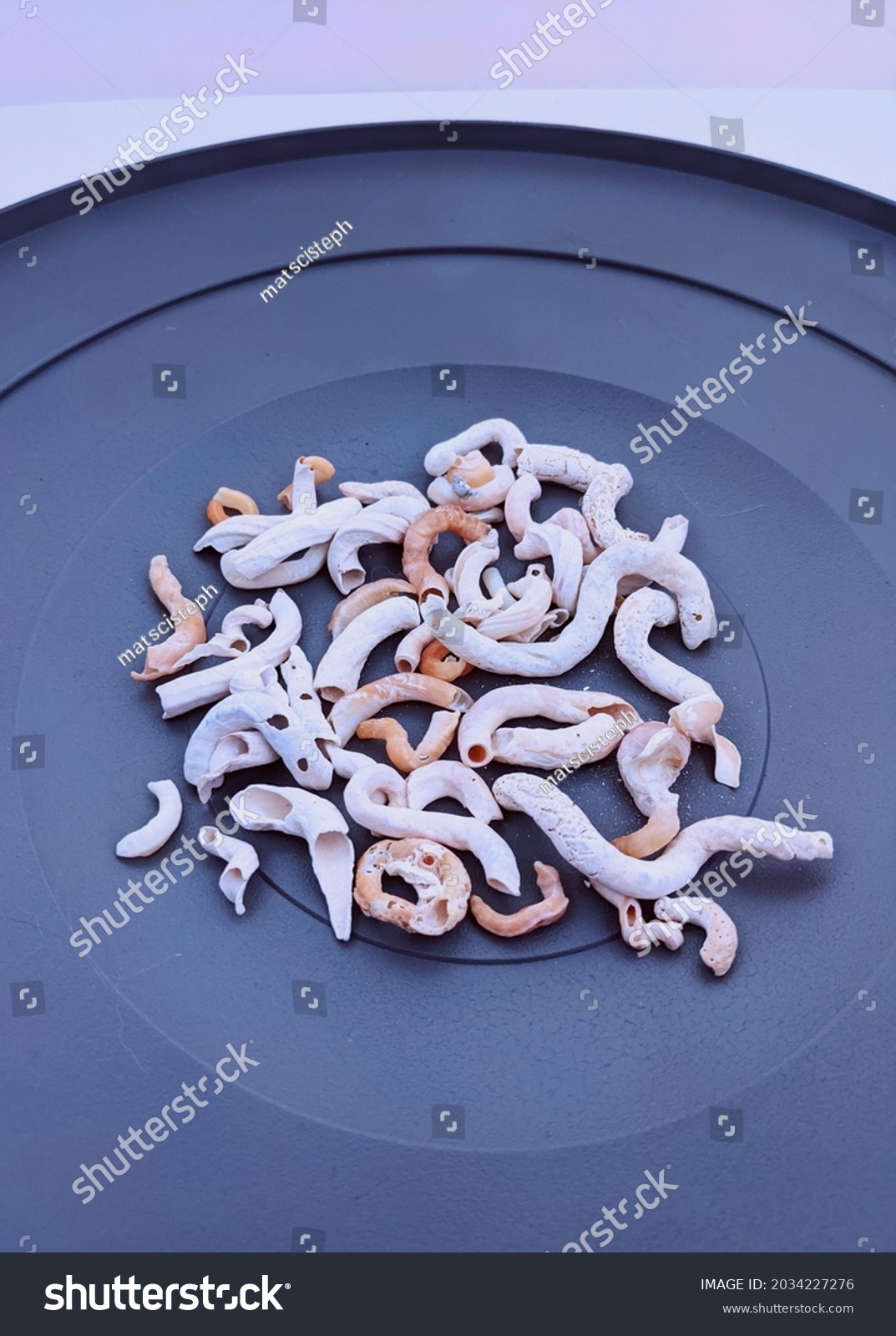 tube worm serpulid shells on a gray circular background #2034227276
