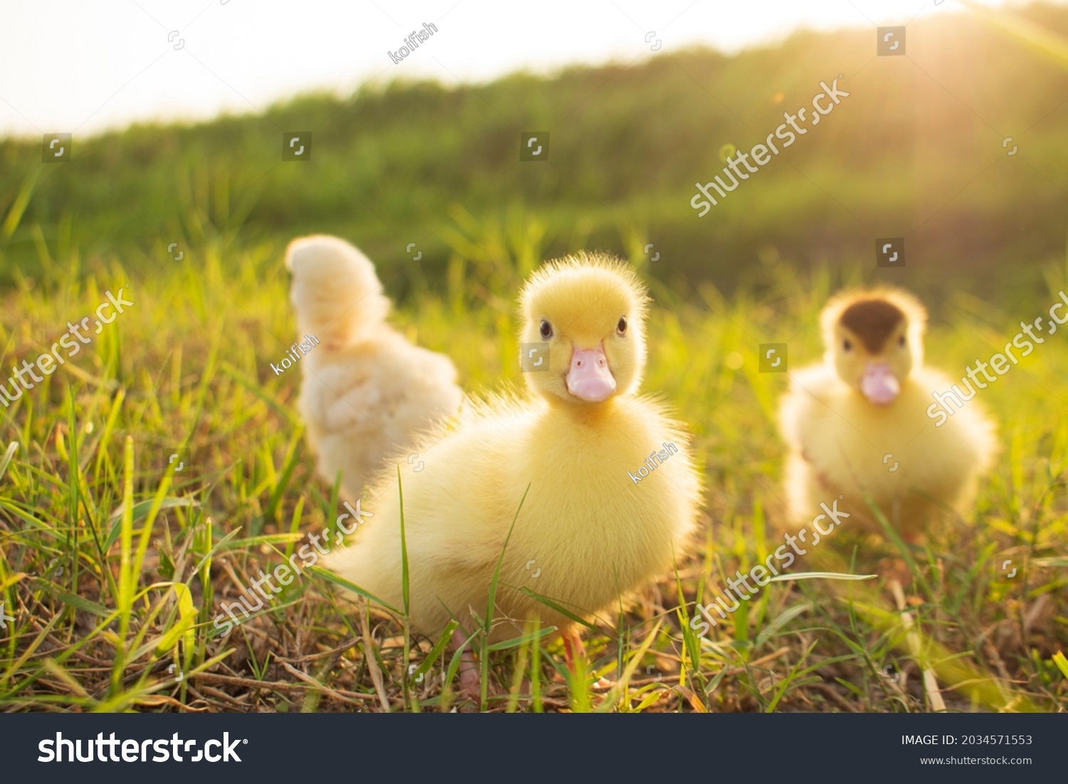 Cute ducklings in the morning on green grass background #2034571553