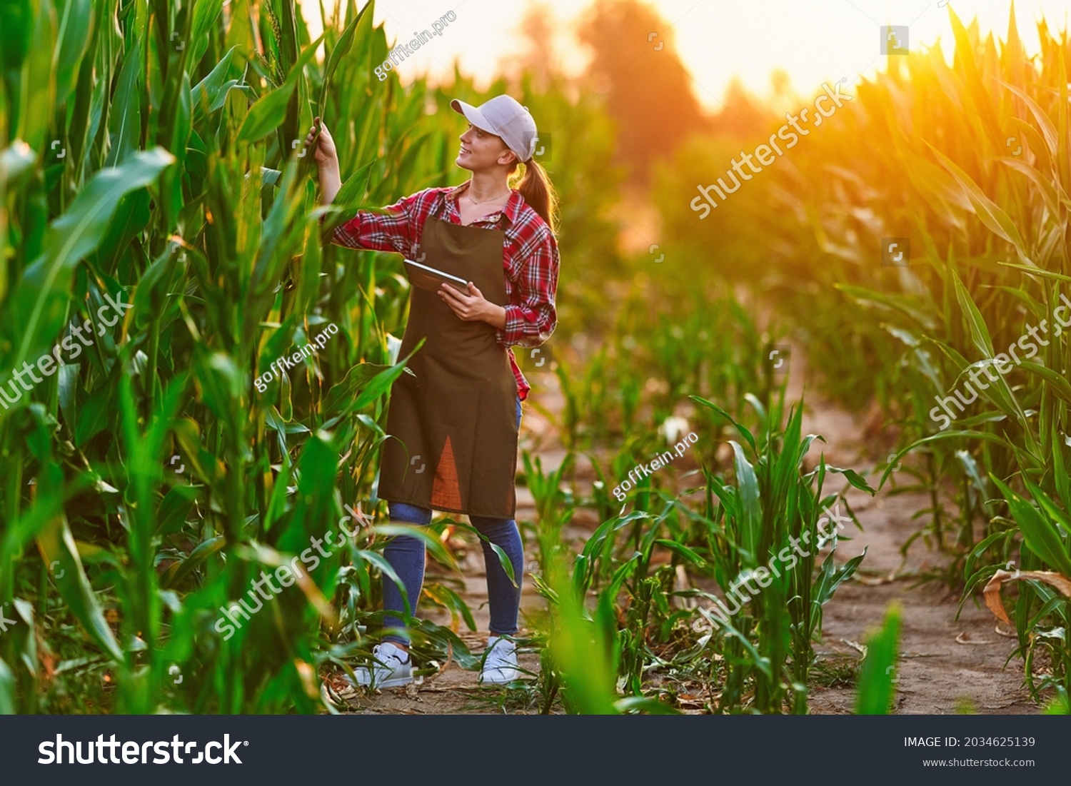 Smart woman farmer agronomist using digital tablet for examining and inspecting quality control of produce corn crop. Modern technologies in agriculture management and agribusiness #2034625139