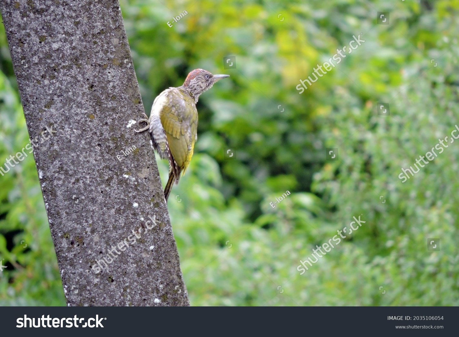 The juvenile European green woodpecker sitting on a concrete pylon, green blurred trees in the background #2035106054
