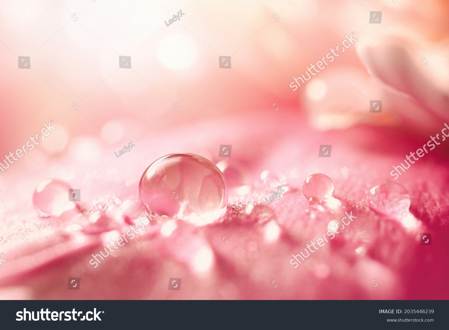 Beautiful transparent drops of water or dew with sun glare on petal of pink peony flower, macro. Gentle artistic image of purity and beauty of nature. #2035446239