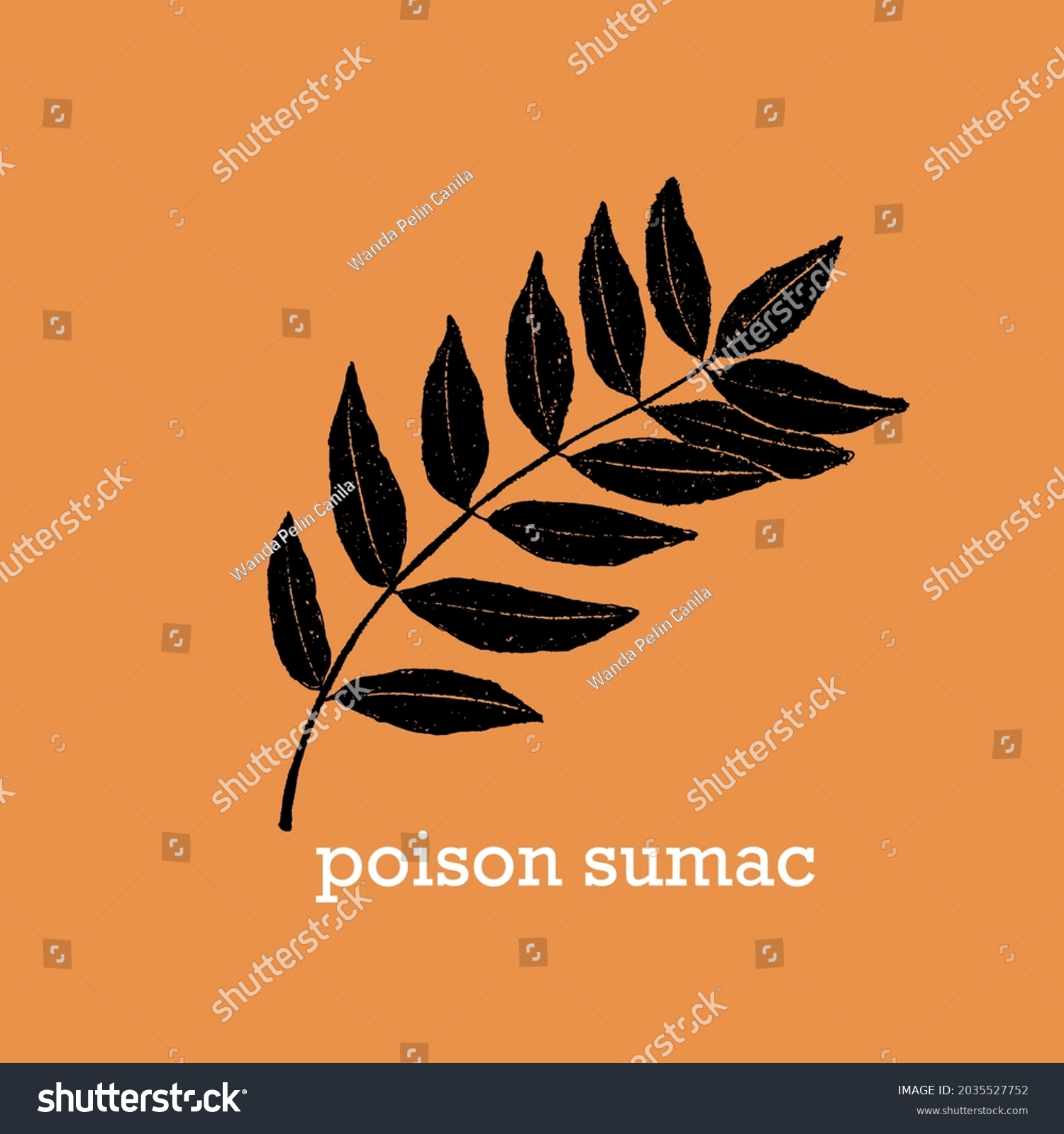 Hand drawn vector illustration of leaf of toxic poisonous plant Poison Sumac, black silhouette with grainy texture. #2035527752