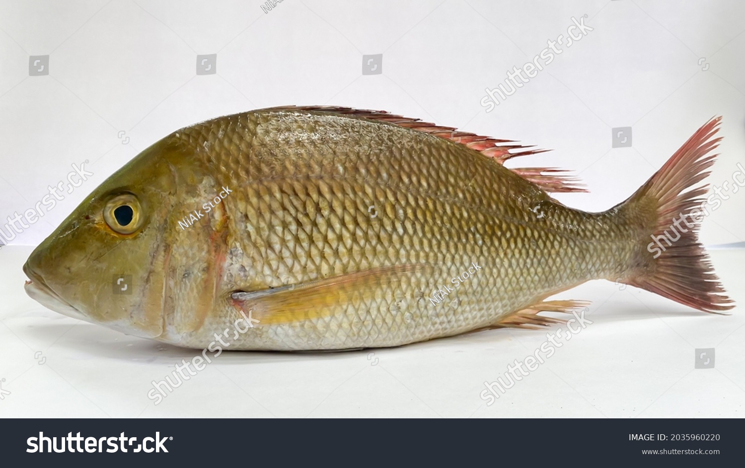 Fresh Emperor Fish isolated on a White Background.Selective focus. #2035960220